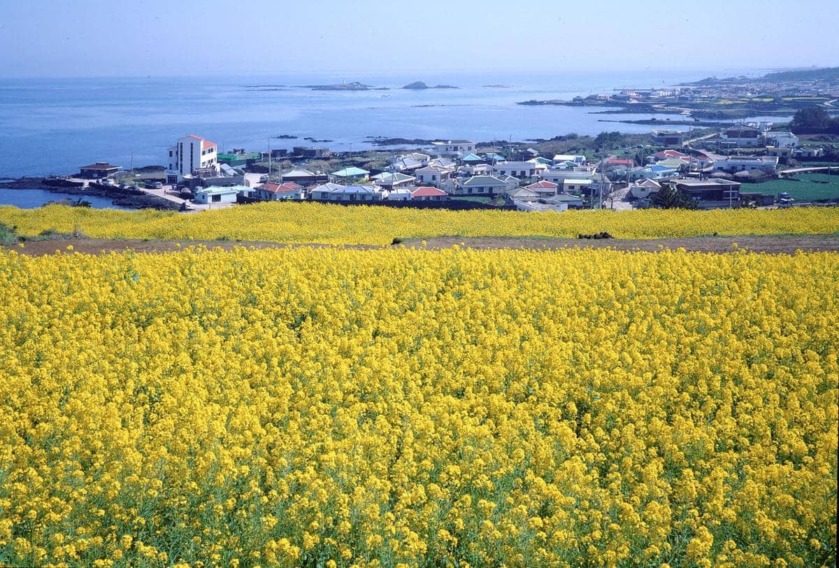 ilustrasi Pulau Jeju