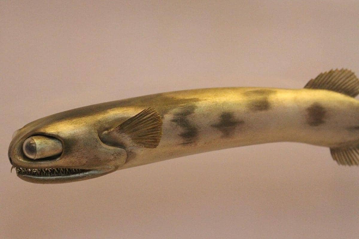 Telescopefish