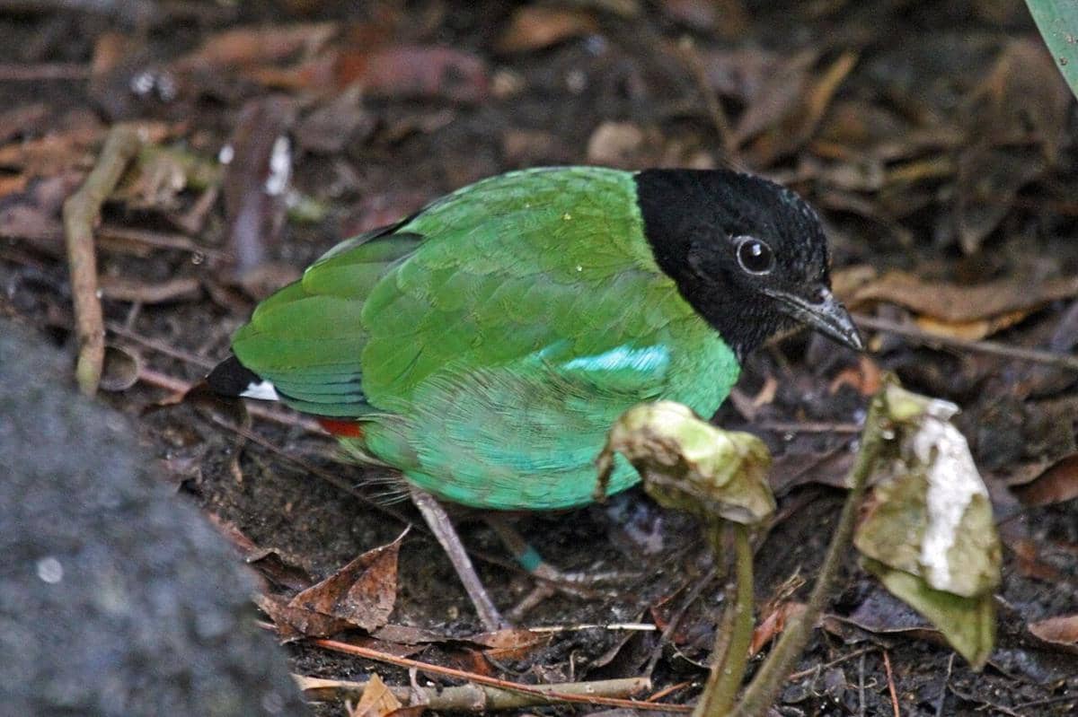 Hooded pitta