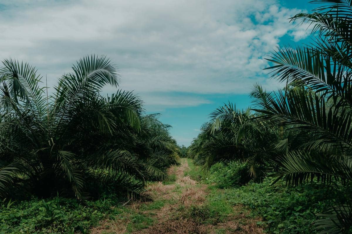 kebun sawit