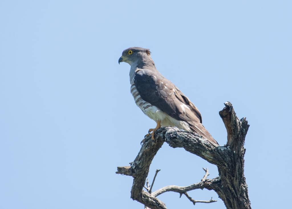 Burung Aviceda cuculoides