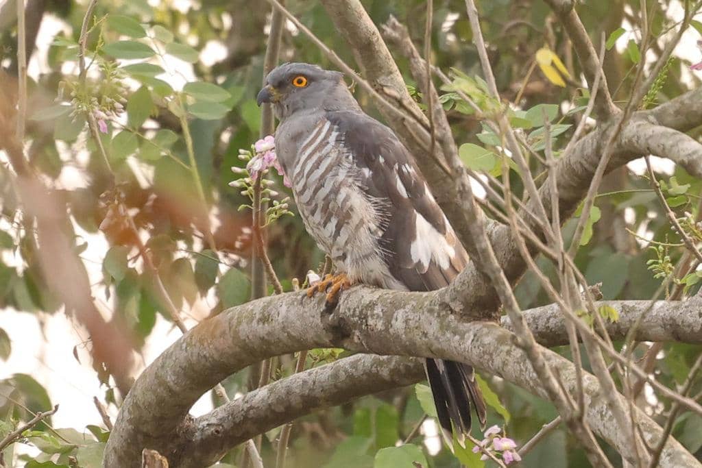 Burung Aviceda cuculoides