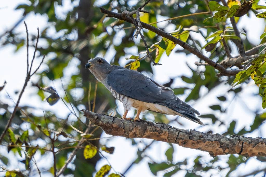 Burung Aviceda cuculoides