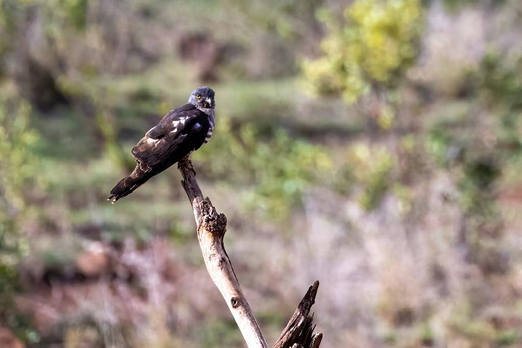 Burung Aviceda cuculoides