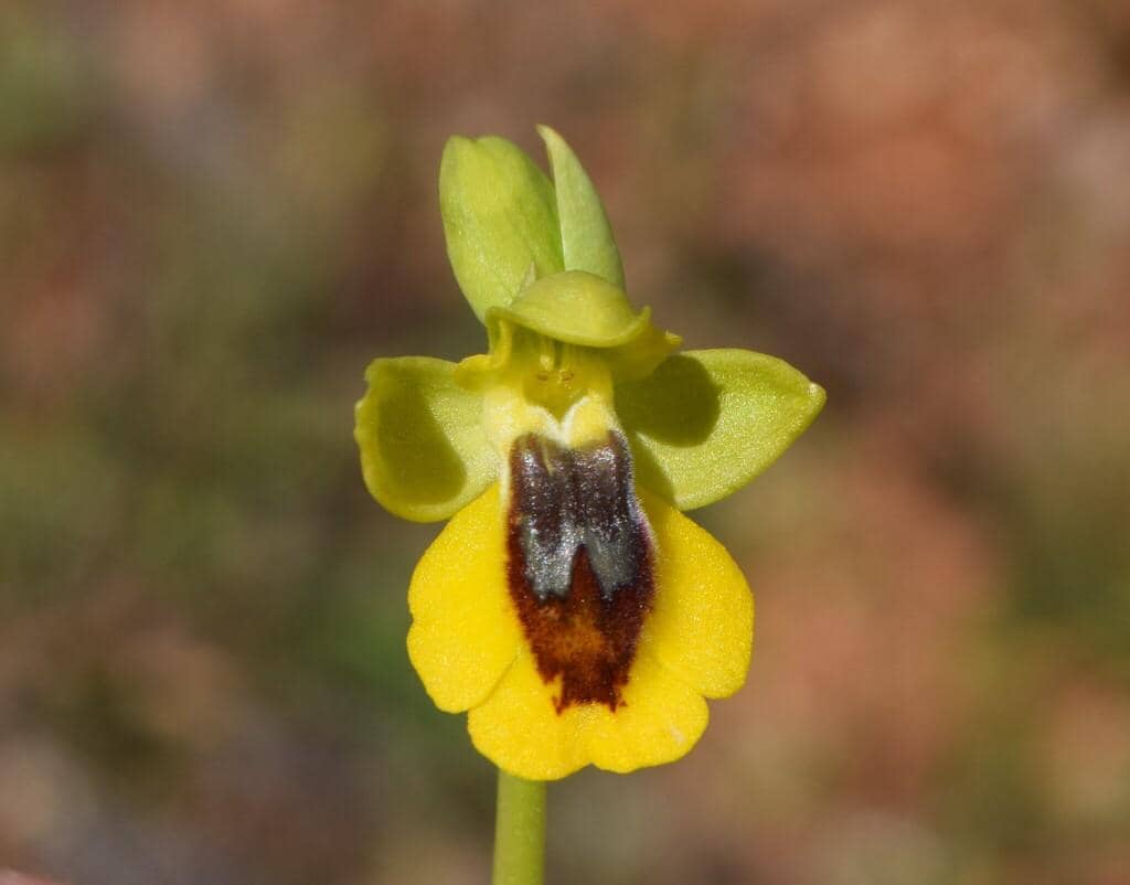 Anggrek Ophrys lutea