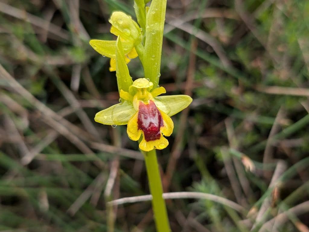Anggrek Ophrys lutea