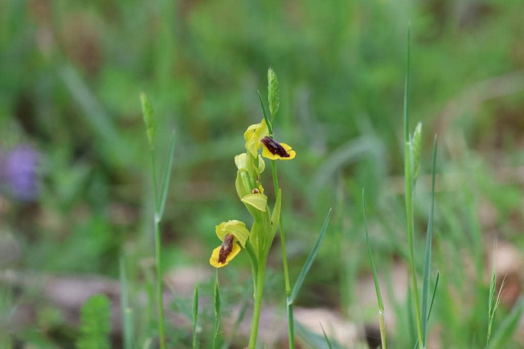 Anggrek Ophrys lutea