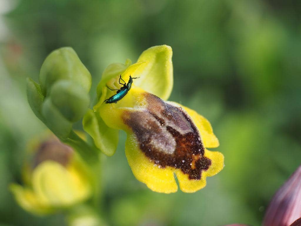 Anggrek Ophrys lutea