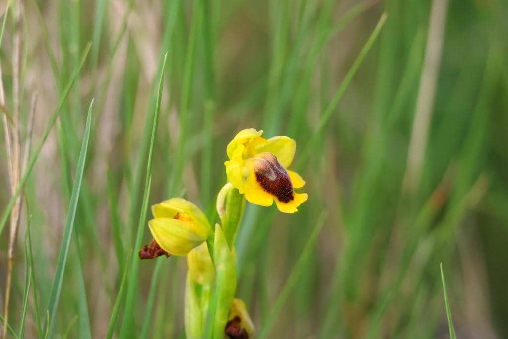 Anggrek Ophrys lutea