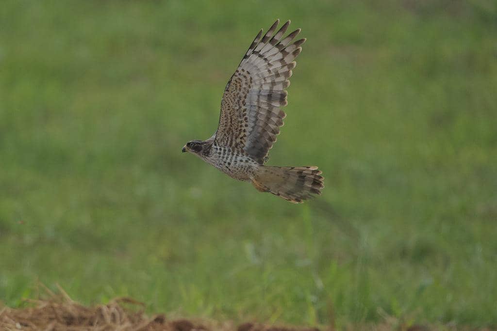 Burung Aviceda cuculoides