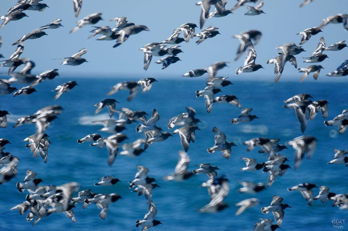 Surfbird
