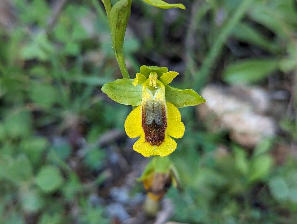 5 Fakta Yellow Bee-Orchid, Anggrek Lebah Kuning dari Mediterania