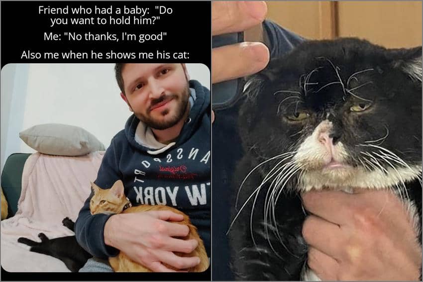 8 Meme Memegang Kucing, Sampai Ada yang Bete, tuh!