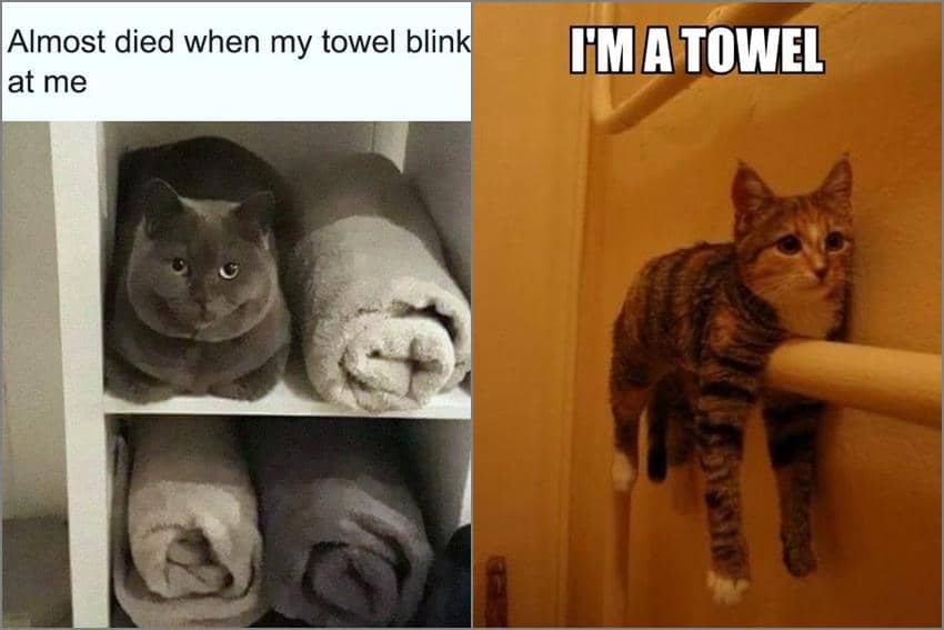 8 Meme Kucing dan Handuk, Ada yang Nyaru Banget!