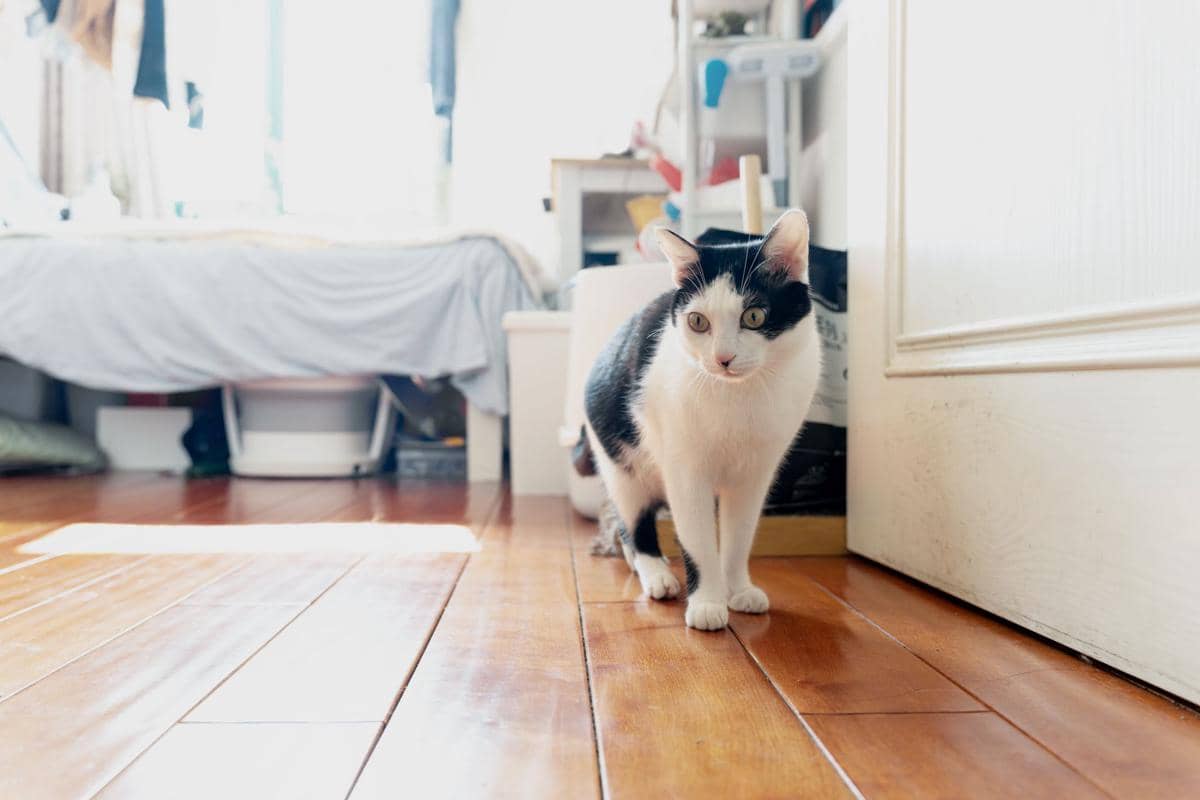 Kucing