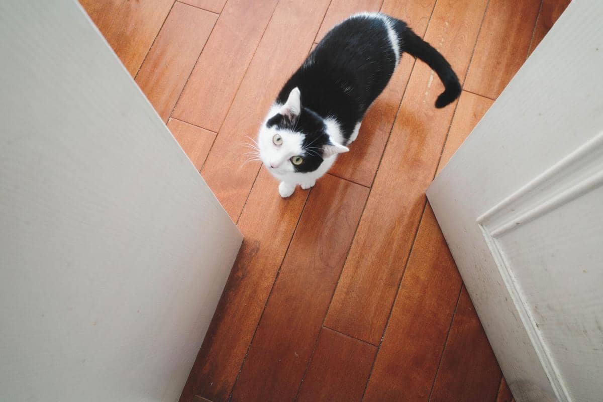 5 Alasan Kucing Suka Mengikuti Pemiliknya ke Kamar Mandi
