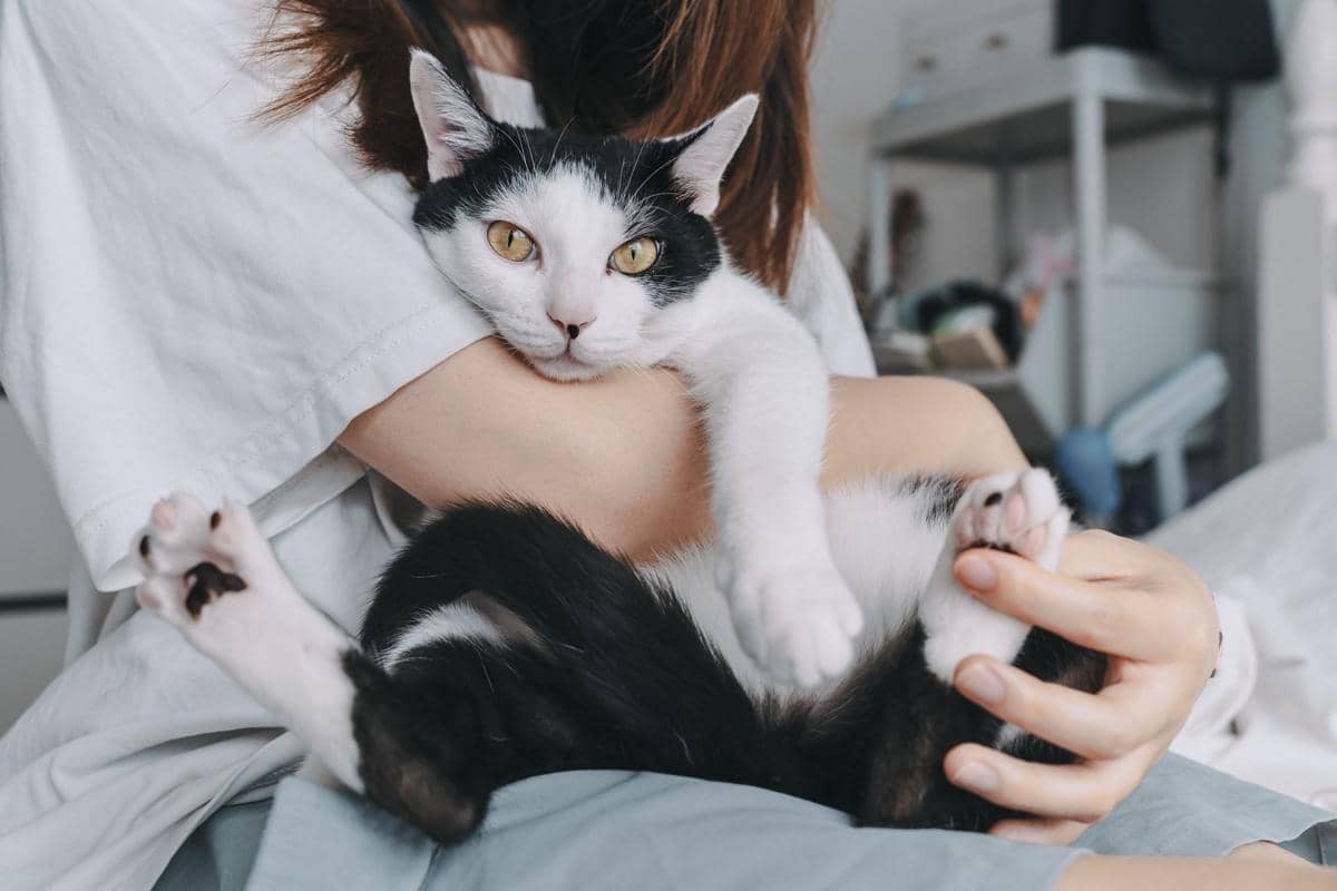 kucing