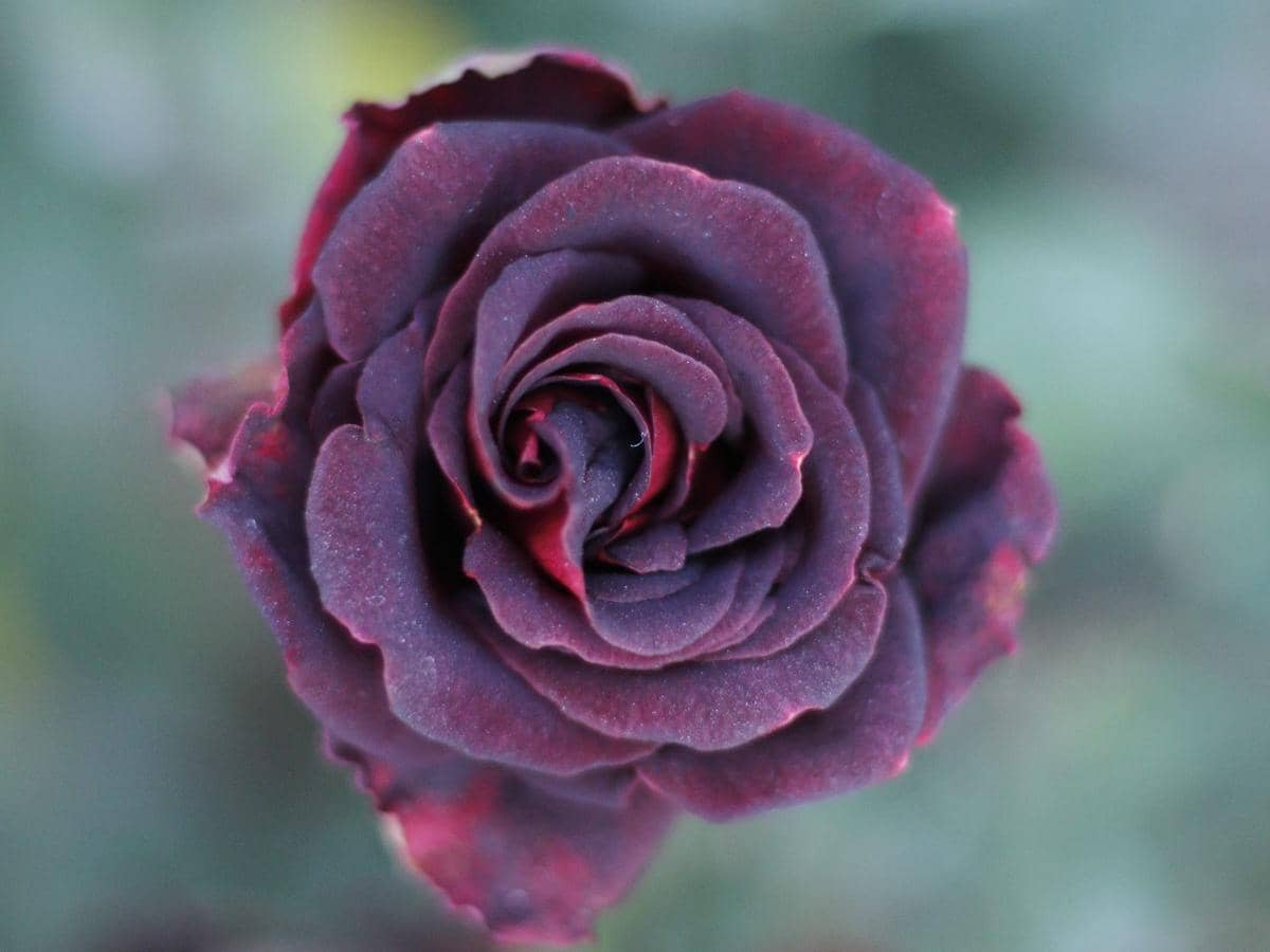 ilustrasi black baccara