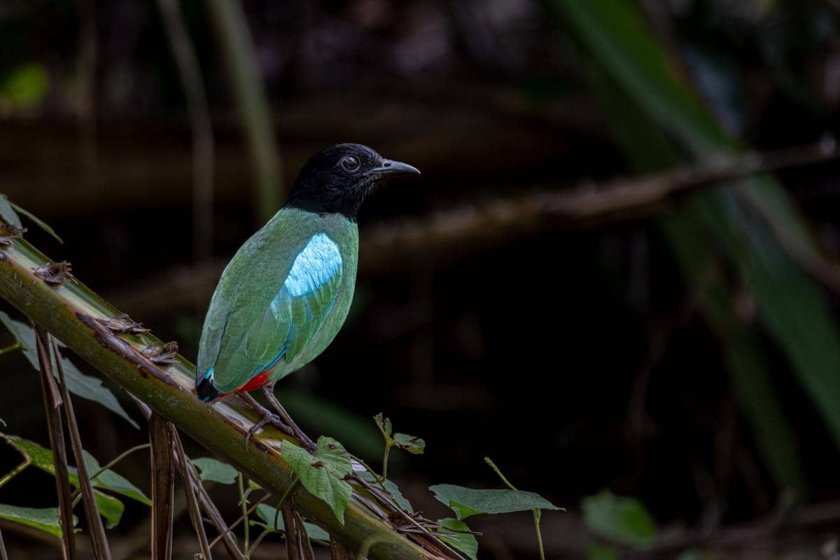 Hooded pitta