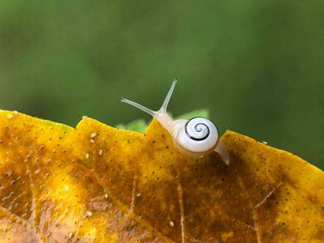 ilustrasi siput