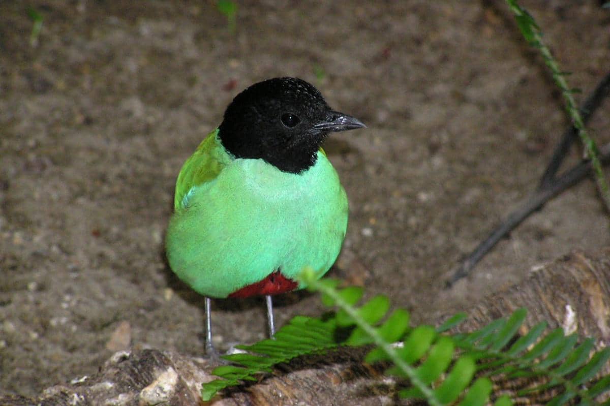 Hooded pitta