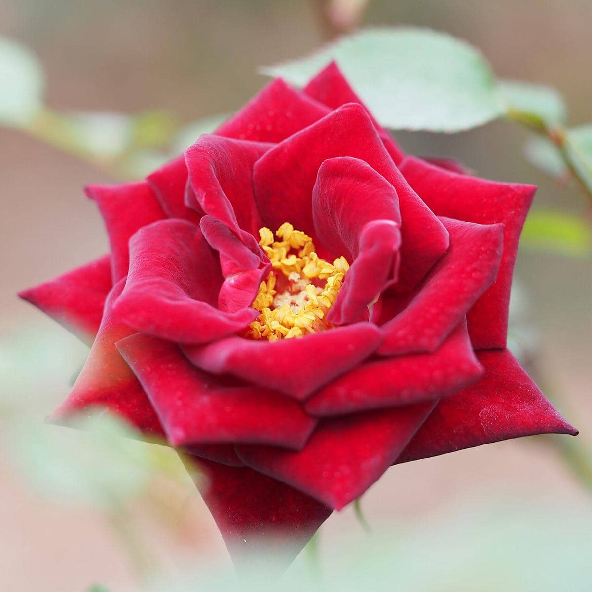 ilustrasi rose black jade