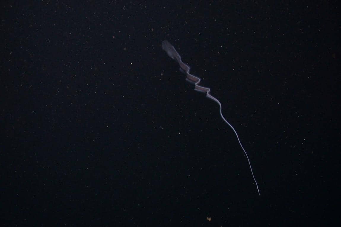 Whiptail gulper eel
