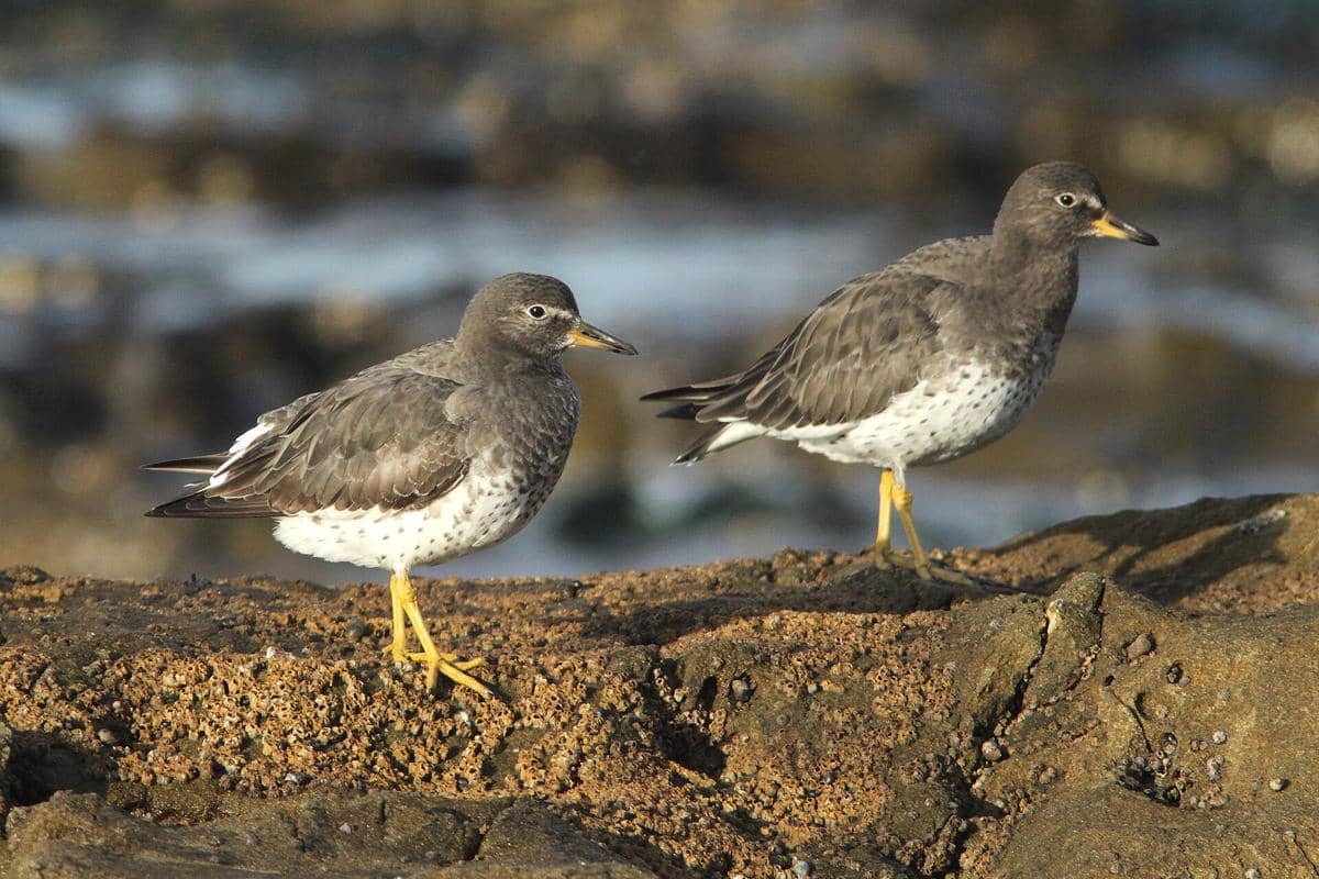 Surfbird