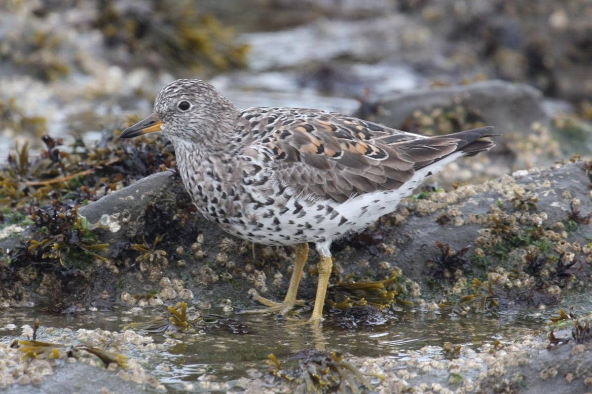 Surfbird