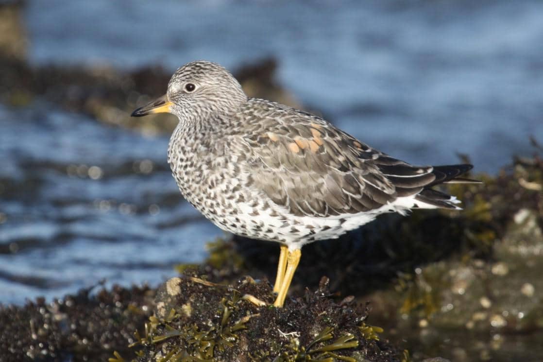 5 Fakta Surfbird, Burung Pantai yang Bersarang di Pegunungan Alaska
