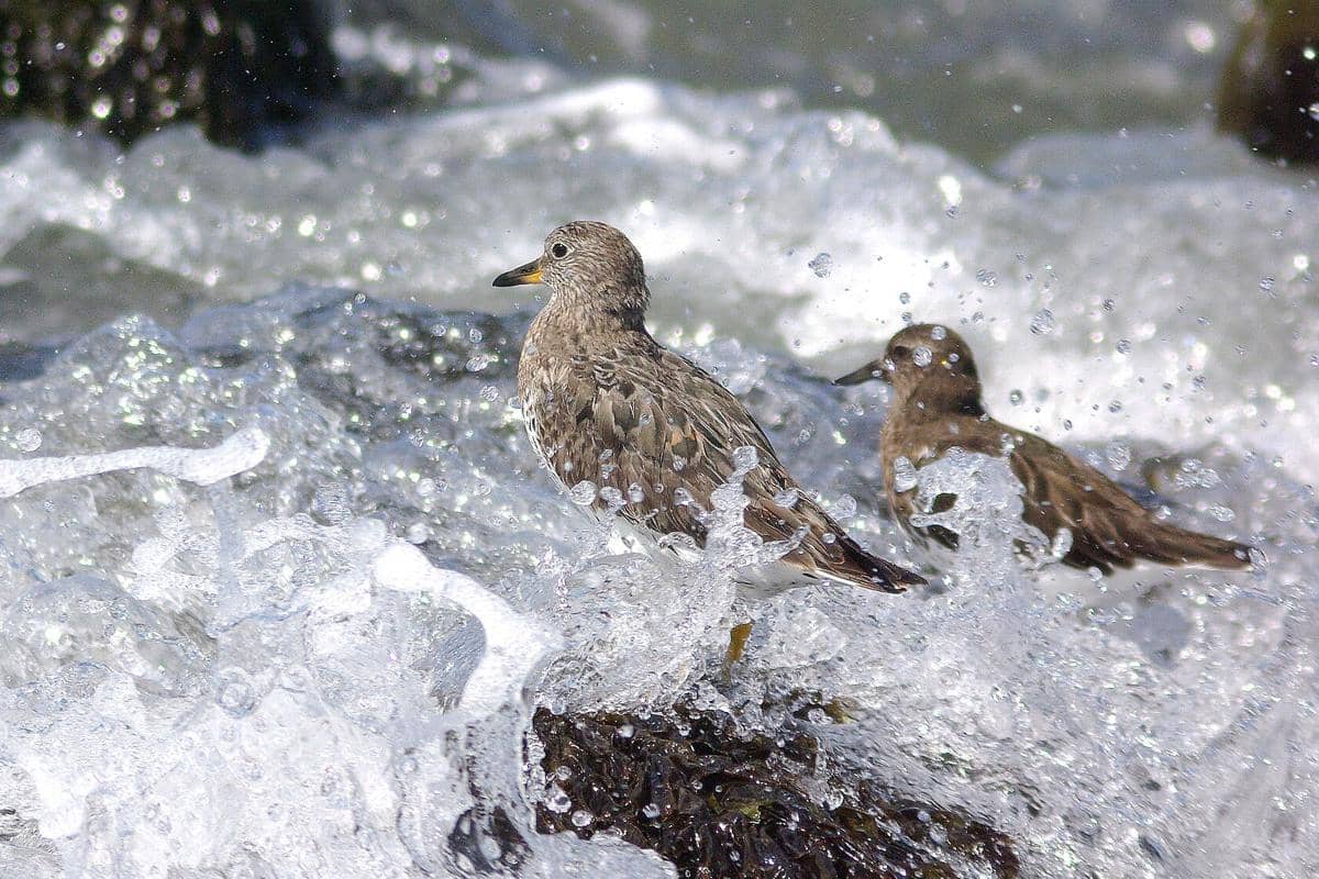Surfbird