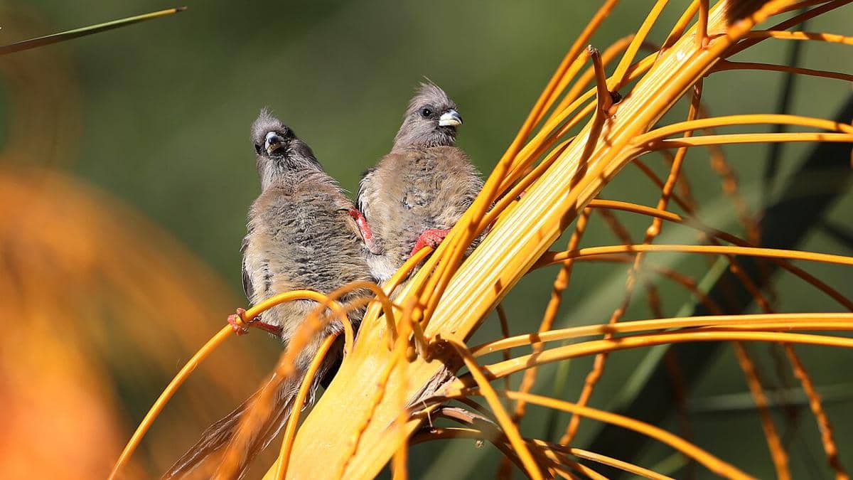 Mouse bird