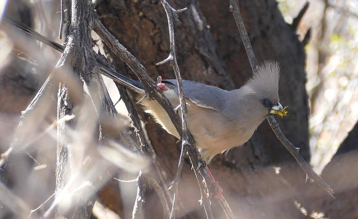 5 Fakta Mouse Bird, Spesies Burung yang Termasuk Fosil Hidup
