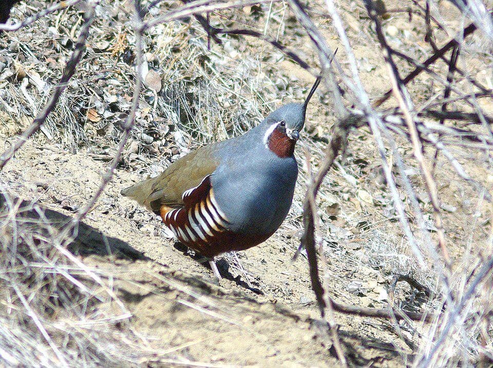 burung puyuh gunung