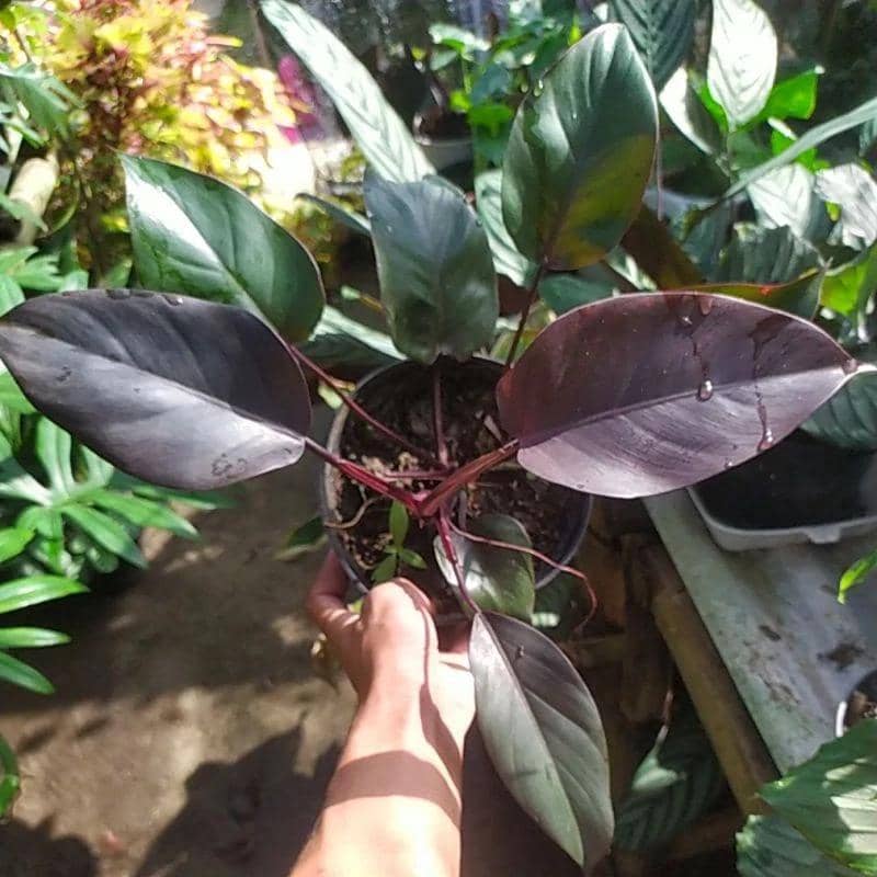 Ilustrasi tanaman Philodendron 'Royal Queen'