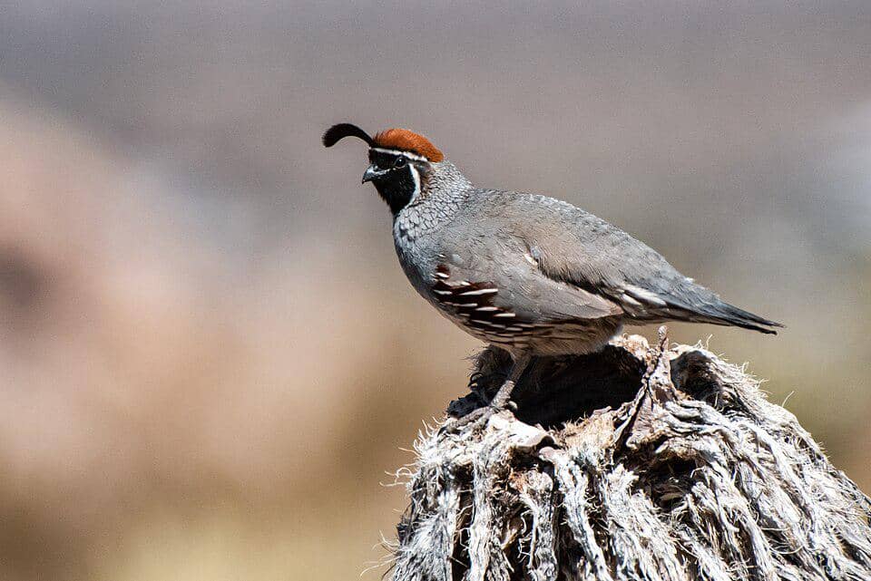 burung puyuh gambel