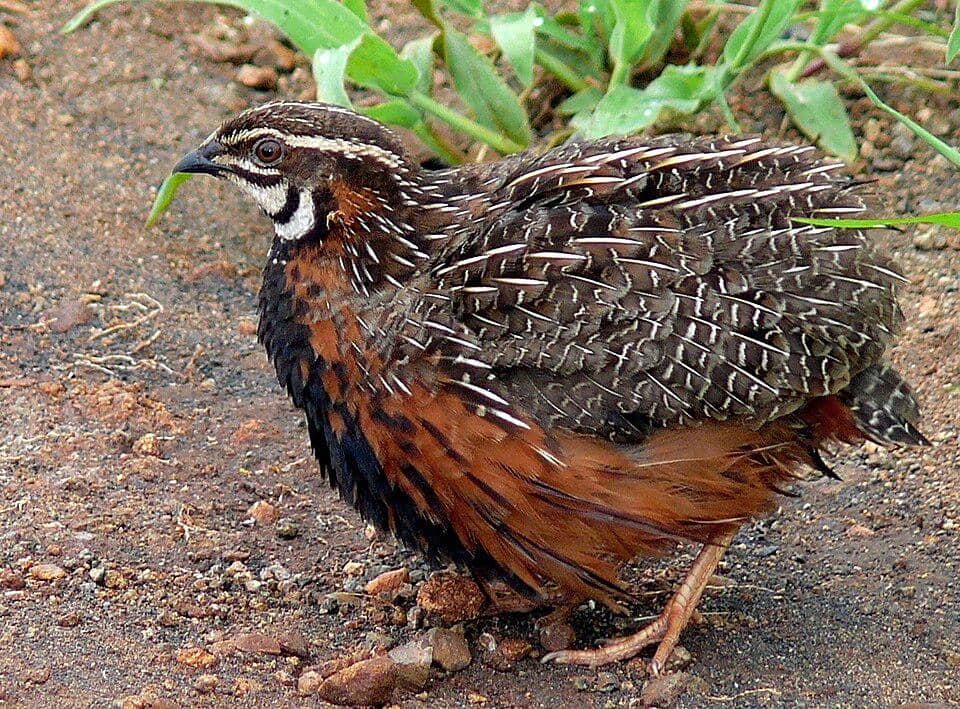 Puyuh Harlequin 