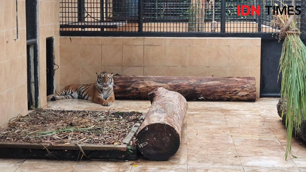 Harimau betina bernama Cantik berada di kawasan konservasi TSI Bogor dengan tatapan tajam mengarah ke depan.