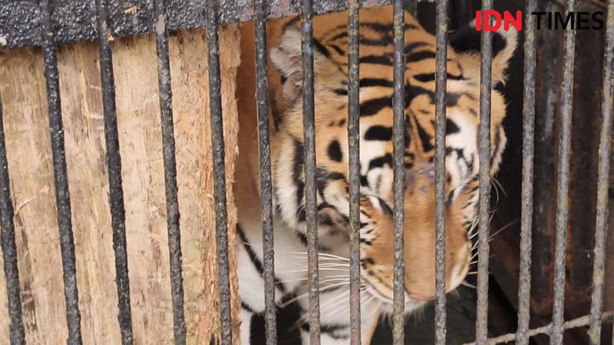 Makin Sulit Berkembang Biak, Harimau Sumatra Masuk "Garis Merah"