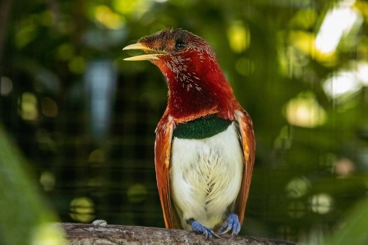 King Bird-of-Paradise