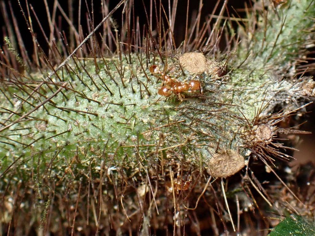 Semut Allomerus octoarticulatus