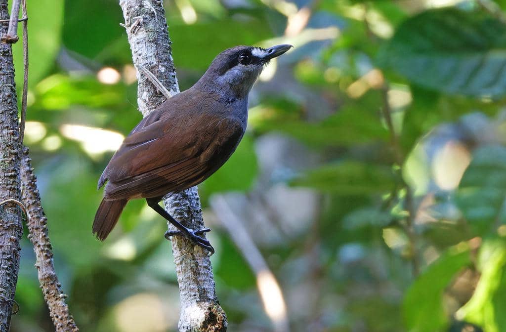 Burung Malacocincla perspicillata