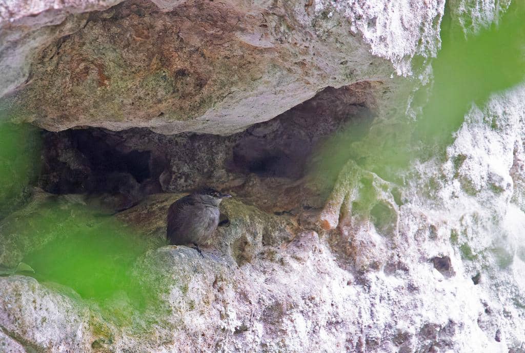 Burung Malacocincla perspicillata