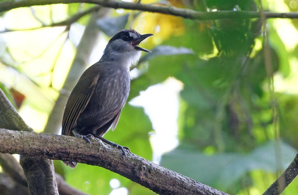 Burung Malacocincla perspicillata
