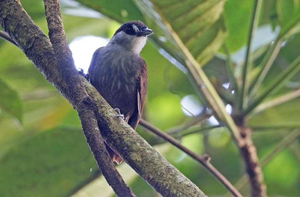 Burung Malacocincla perspicillata