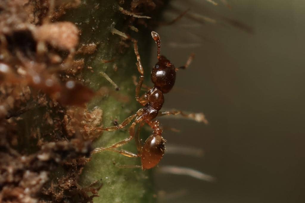 5 Fakta Allomerus Octoarticulatus, Semut yang Mengendalikan Tanaman
