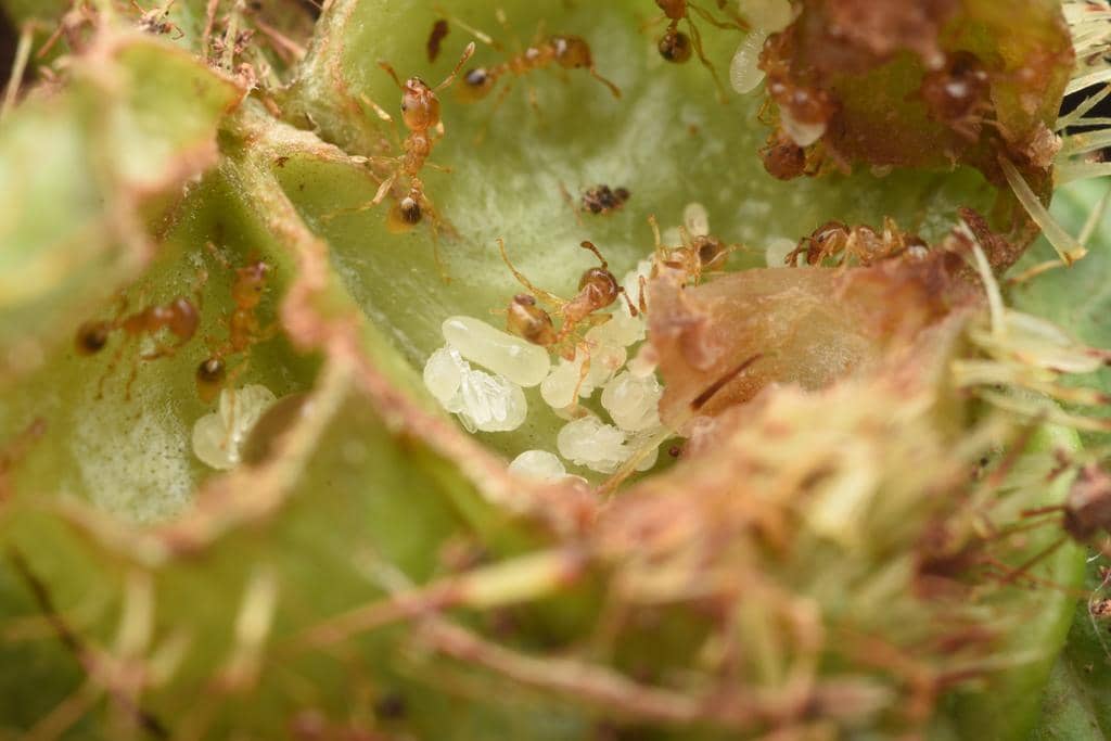 Semut Allomerus octoarticulatus