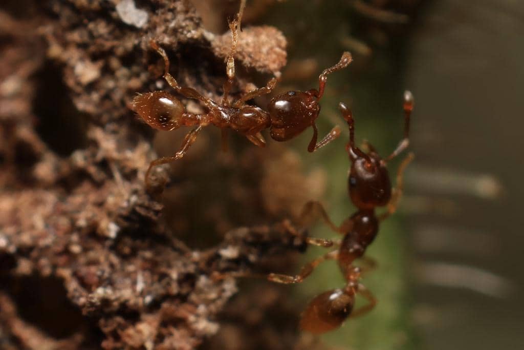 Semut Allomerus octoarticulatus
