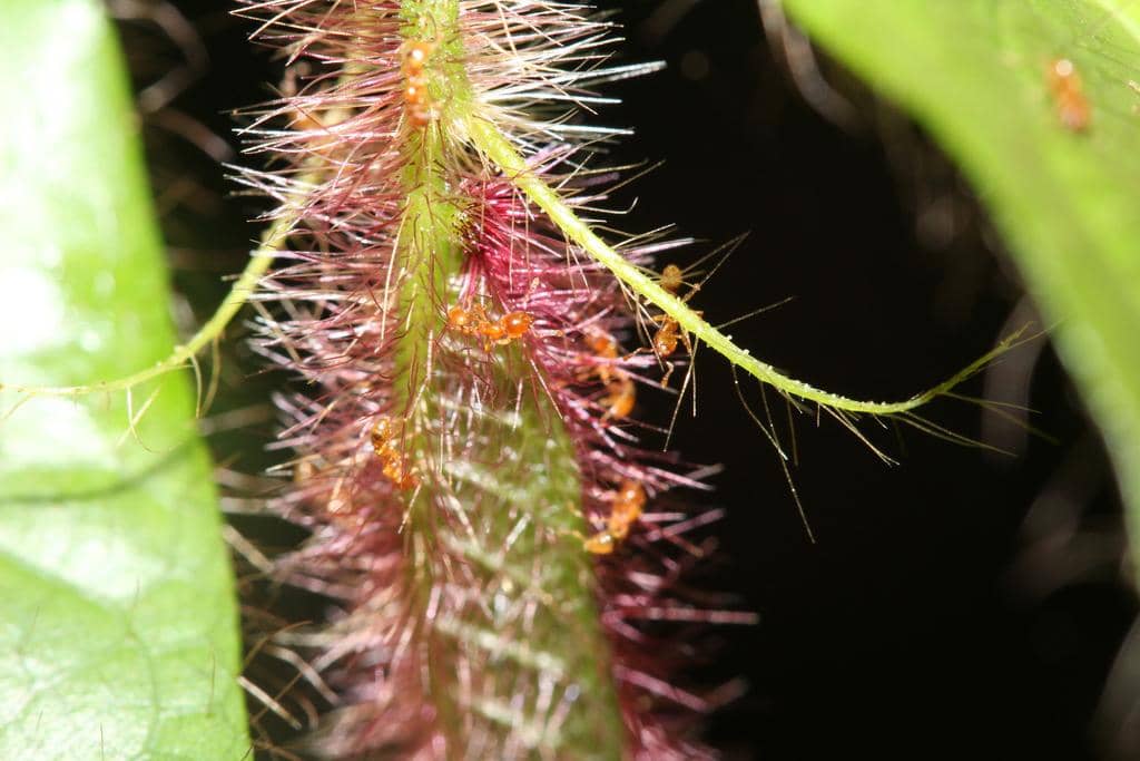 Semut Allomerus octoarticulatus