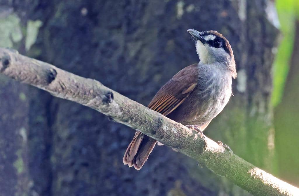 Burung Malacocincla perspicillata